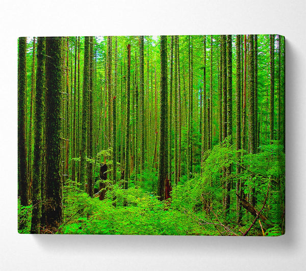  A Canvas Print of Nothing But Trees Canvas Print