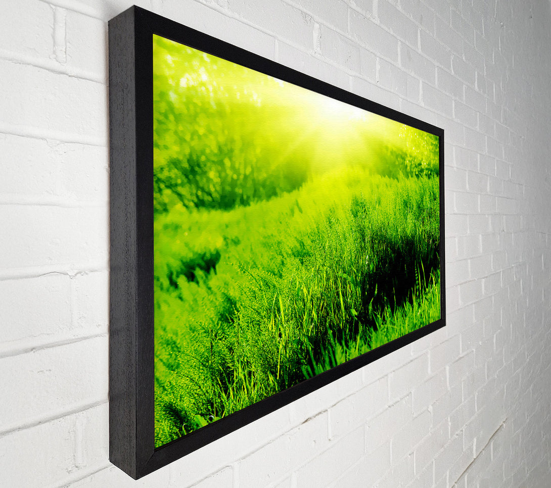  A Canvas Print of Sunbeam Meadow Canvas Print