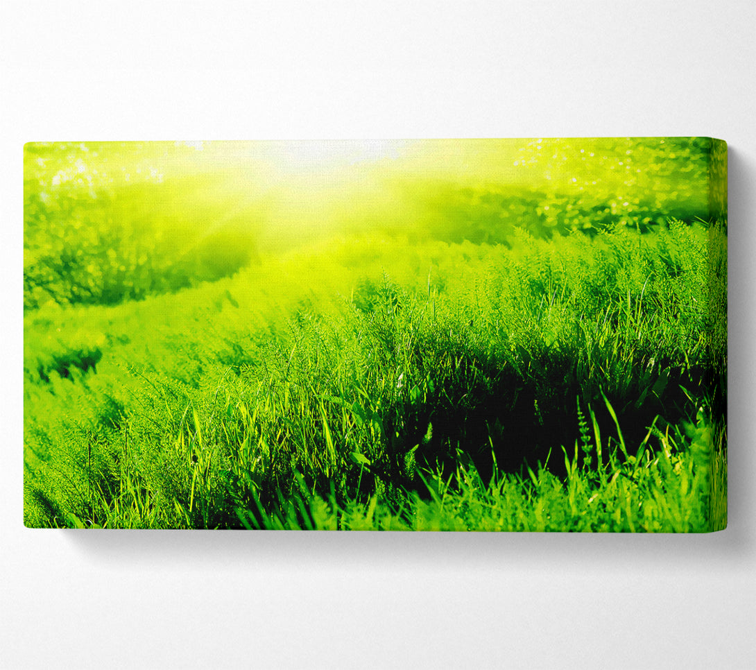  A Canvas Print of Sunbeam Meadow Canvas Print