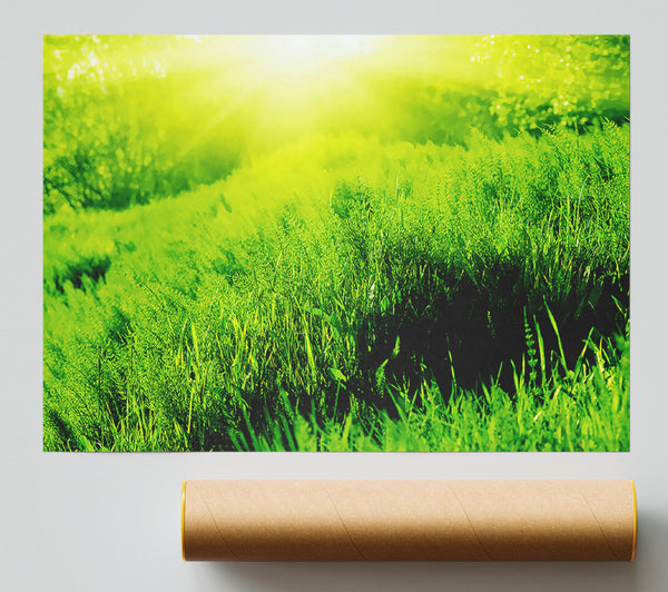 Sunbeam Meadow Giclee Print