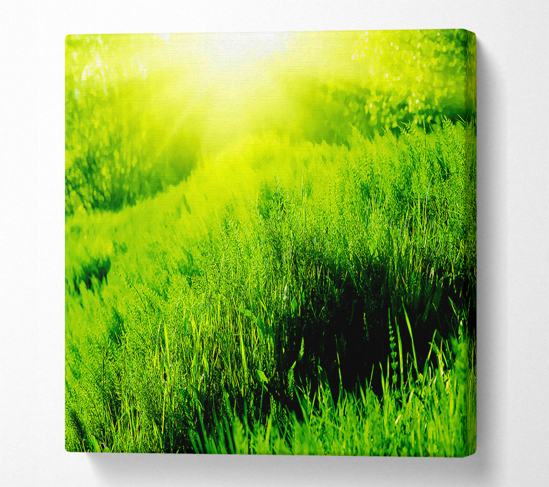  A Canvas Print of Sunbeam Meadow Canvas Print
