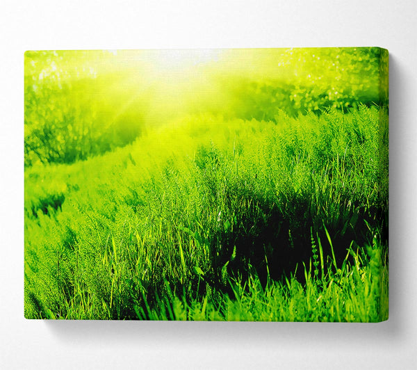  A Canvas Print of Sunbeam Meadow Canvas Print