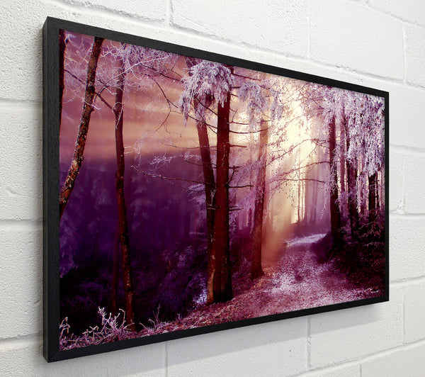 Winter Woodland Sunbeam