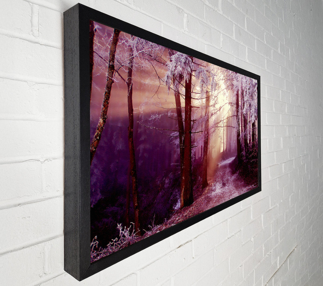  A Canvas Print of Winter Woodland Sunbeam Canvas Art