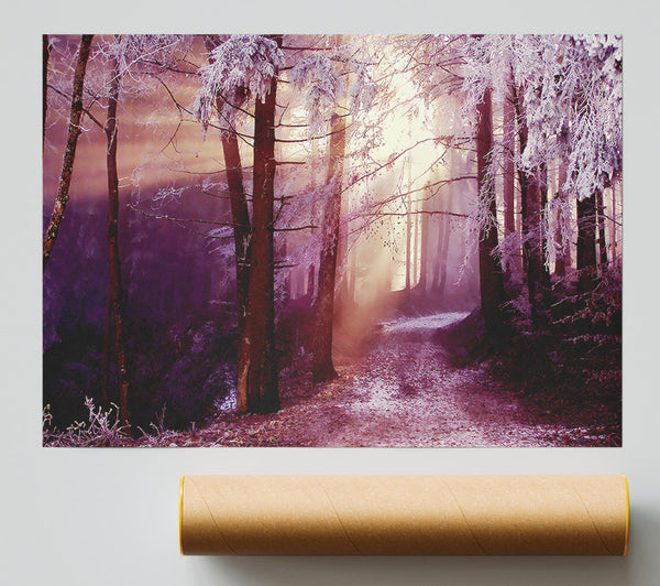 Winter Woodland Sunbeam Giclee Print