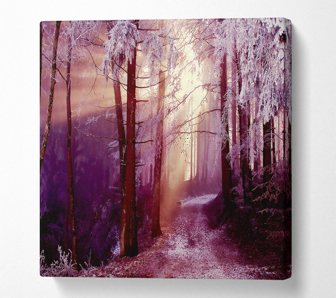  A Canvas Print of Winter Woodland Sunbeam Canvas Art