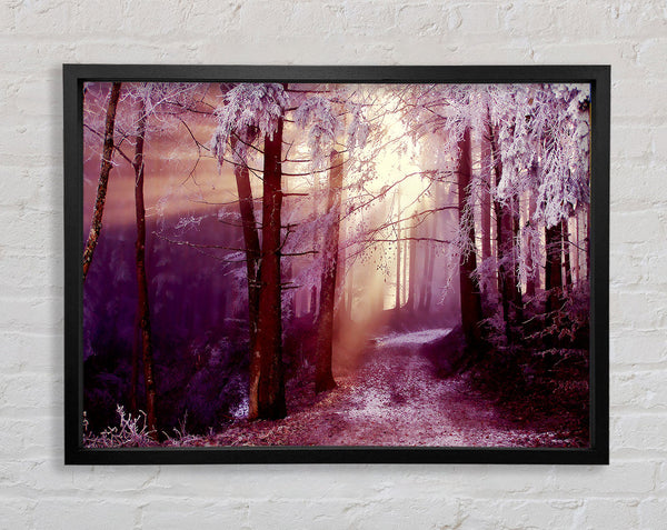 Winter Woodland Sunbeam Framed Print