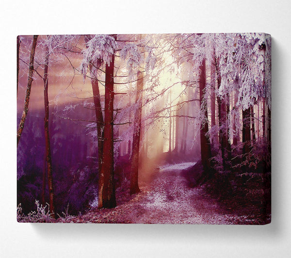  A Canvas Print of Winter Woodland Sunbeam Canvas Art