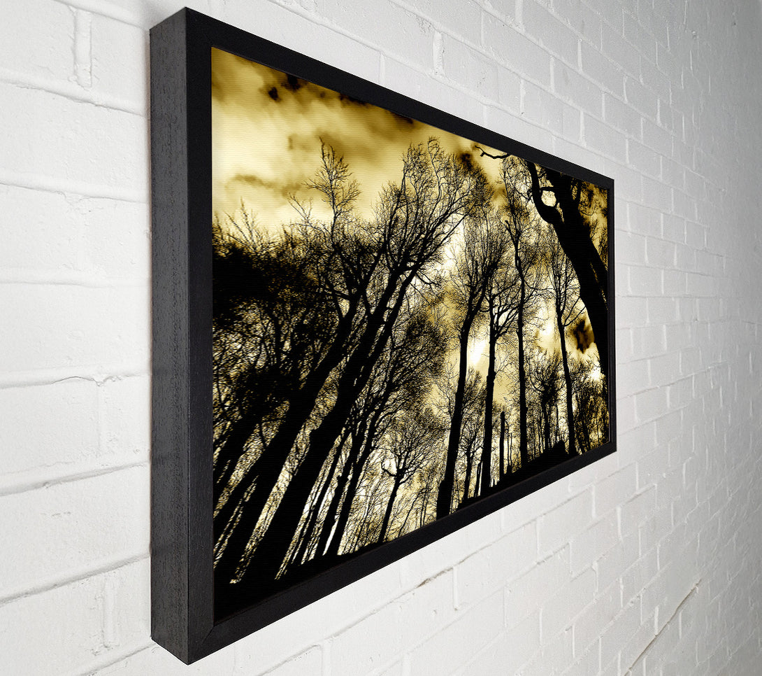  A Canvas Print of Woodland Skies Canvas Print