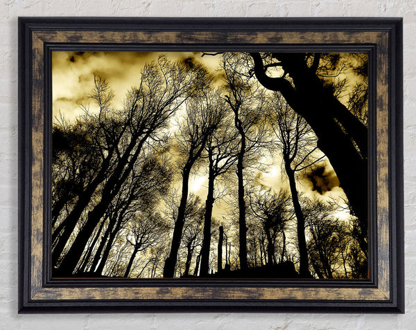 Woodland Skies Framed Print