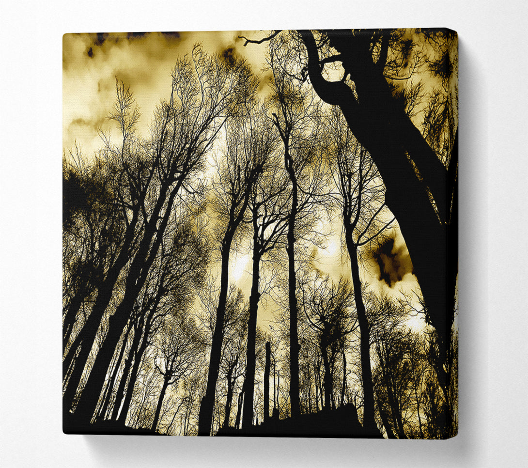  A Canvas Print of Woodland Skies Canvas Print