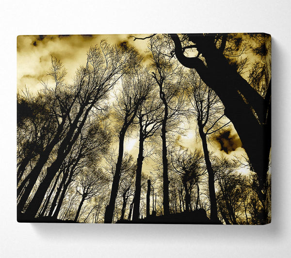  A Canvas Print of Woodland Skies Canvas Print