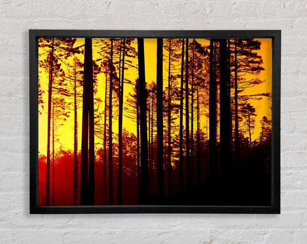 Through The Trees Framed Print
