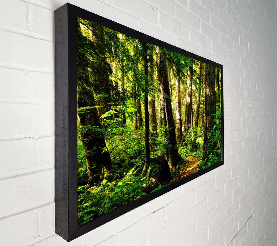  A Canvas Print of Sunbeam Woodland Canvas Wall Art