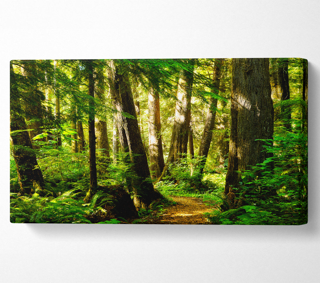  A Canvas Print of Sunbeam Woodland Canvas Wall Art