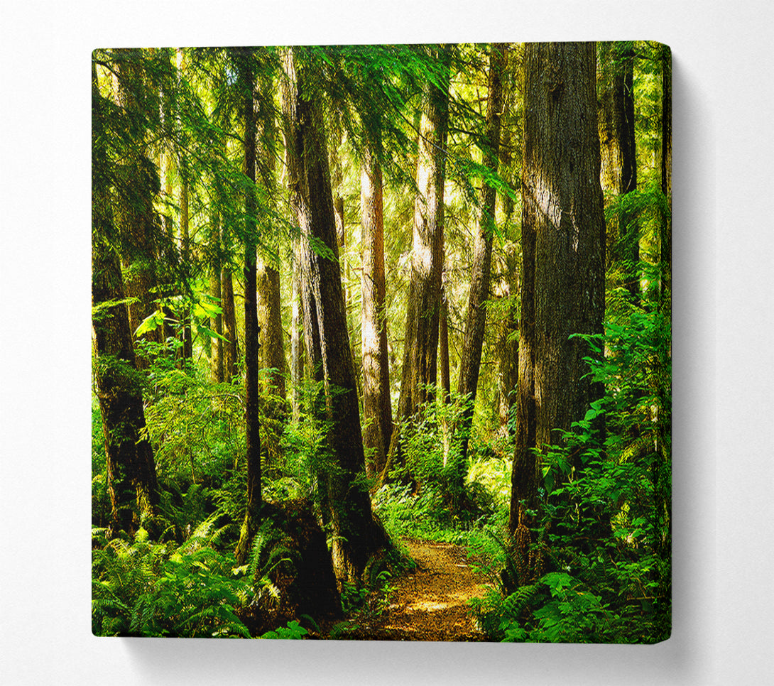  A Canvas Print of Sunbeam Woodland Canvas Wall Art