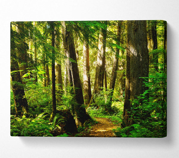  A Canvas Print of Sunbeam Woodland Canvas Wall Art