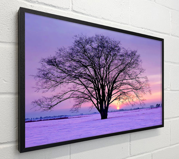 Sunrise In The Purple Winter