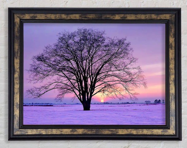 Sunrise In The Purple Winter Framed Print