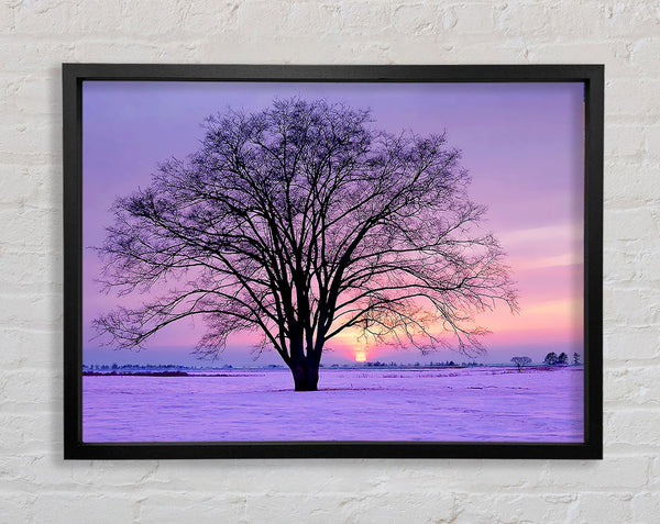 Sunrise In The Purple Winter Framed Print