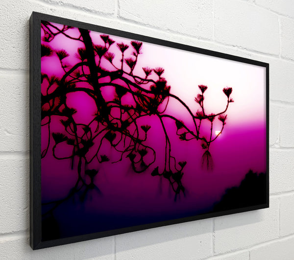 Pink Haze
