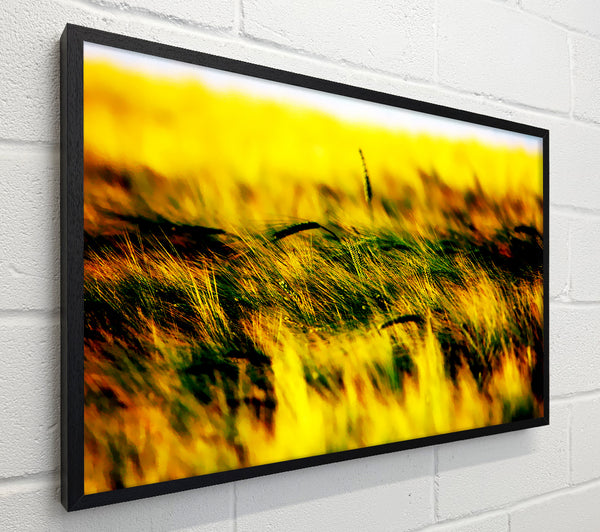 Wheatfield Yellow