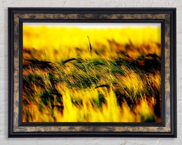 Wheatfield Yellow Framed Print