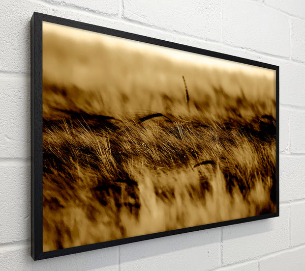 Wheatfield Sepia