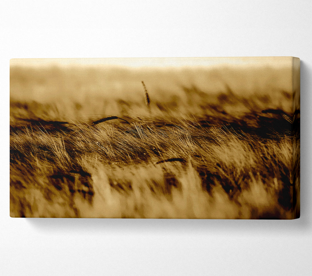  A Canvas Print of Wheatfield Sepia Canvas Wall Art