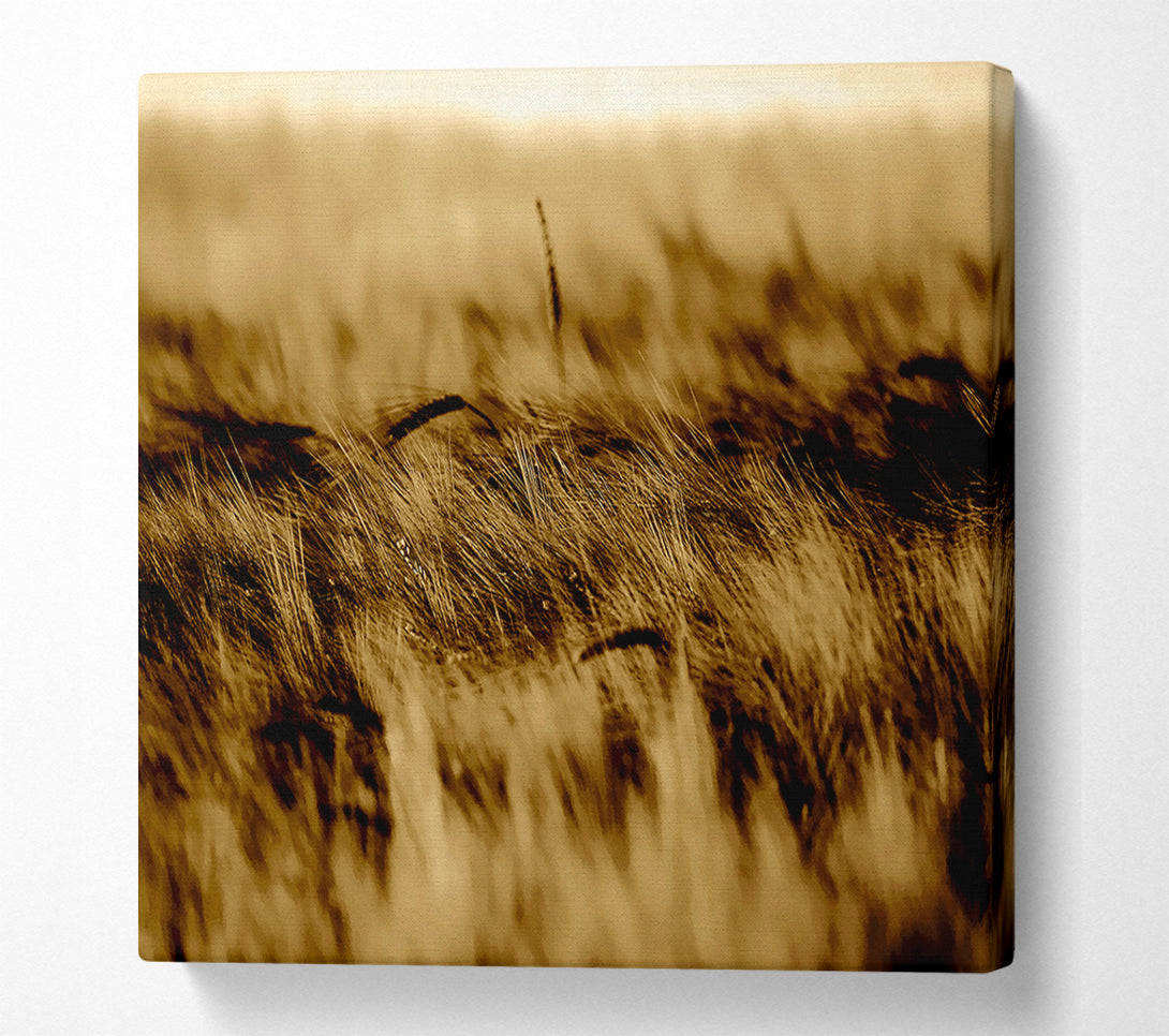  A Canvas Print of Wheatfield Sepia Canvas Wall Art