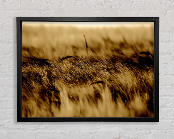 Wheatfield Sepia Framed Print