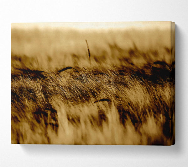  A Canvas Print of Wheatfield Sepia Canvas Wall Art
