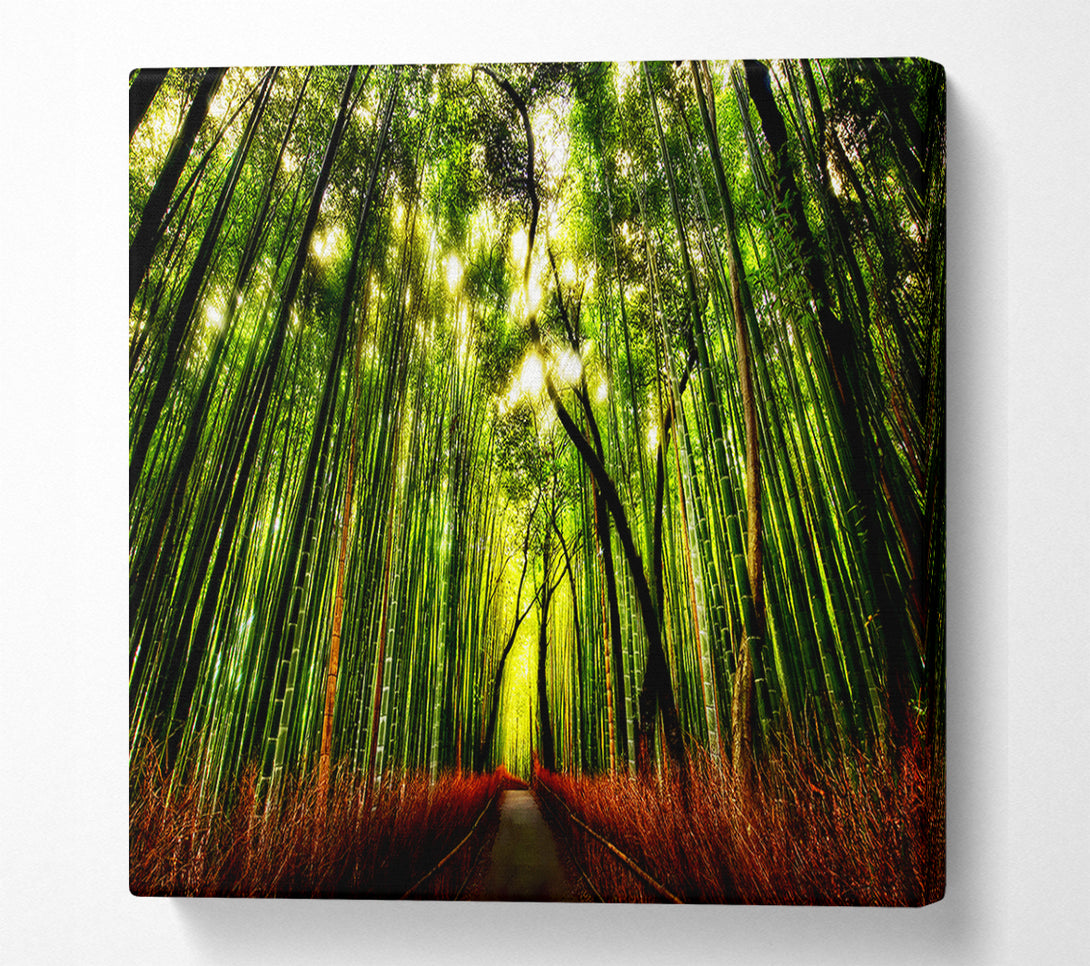  A Canvas Print of The Woodland Walk Canvas Print
