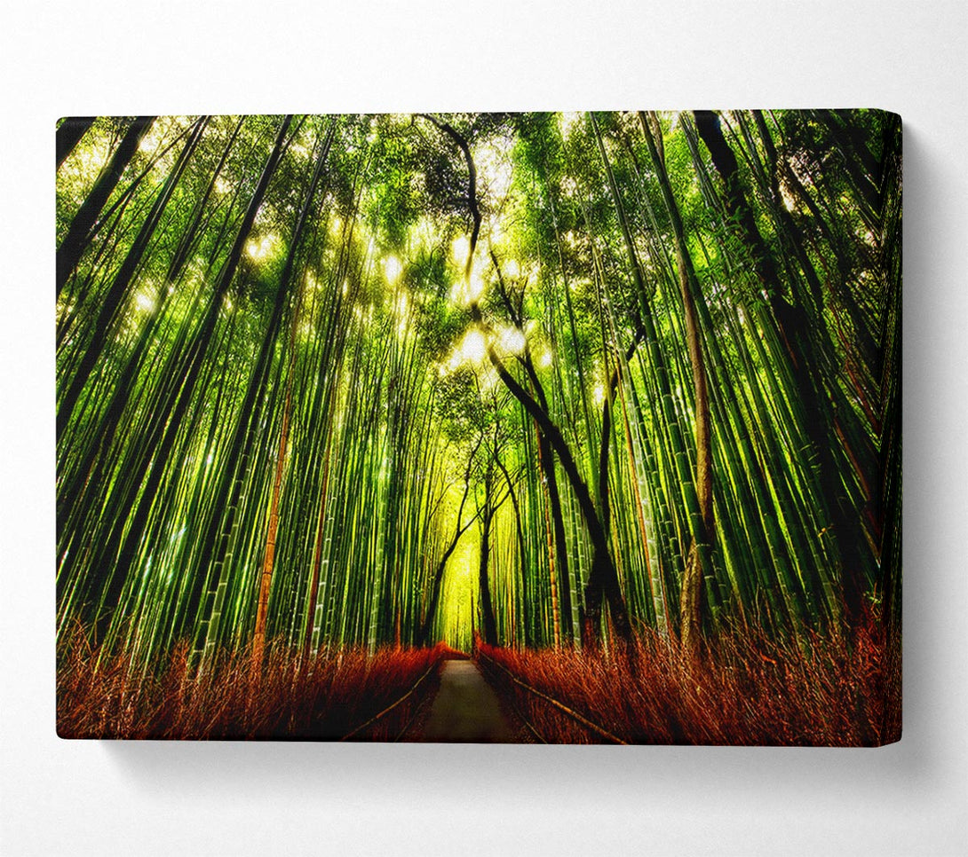 A Canvas Print of The Woodland Walk Canvas Print