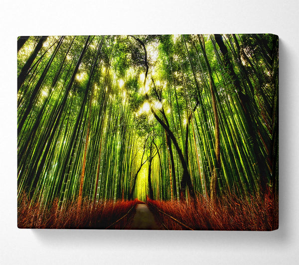  A Canvas Print of The Woodland Walk Canvas Print