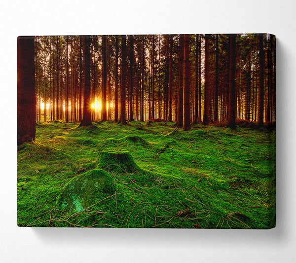  A Canvas Print of Beyond The Trees Canvas Art