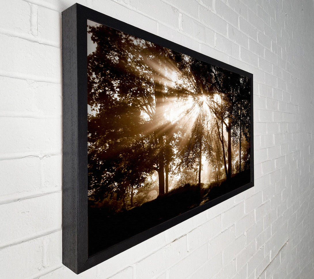  A Canvas Print of Sunrays Through The Chocolate Woodland Canvas Art
