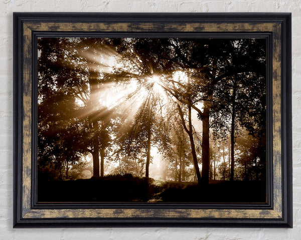 Sunrays Through The Chocolate Woodland Framed Print