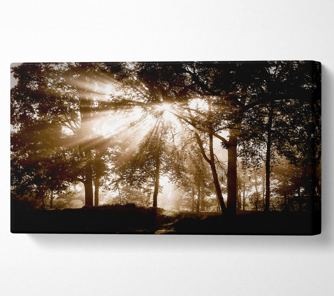  A Canvas Print of Sunrays Through The Chocolate Woodland Canvas Art