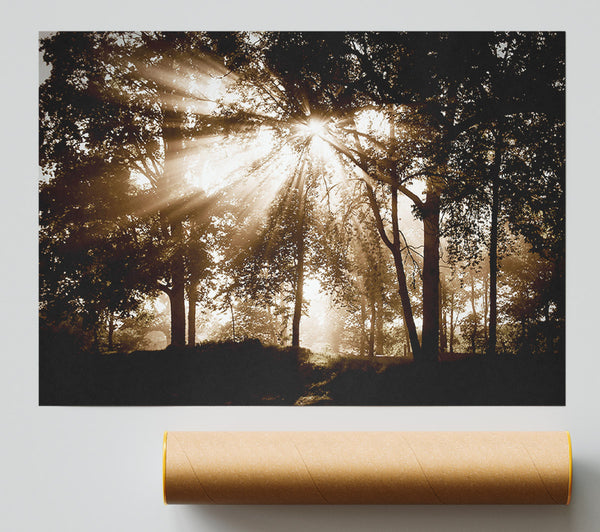 Sunrays Through The Chocolate Woodland Poster