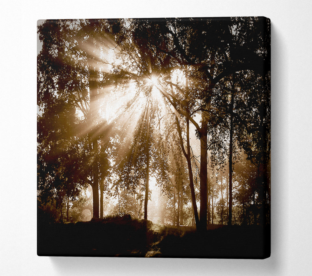 A Canvas Print of Sunrays Through The Chocolate Woodland Canvas Art