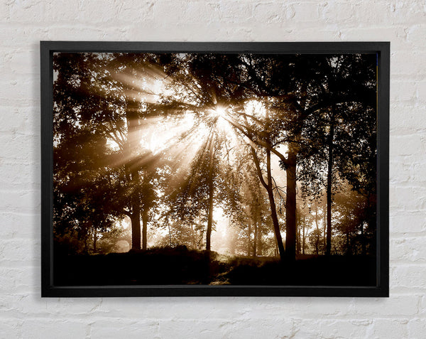 Sunrays Through The Chocolate Woodland Framed Print