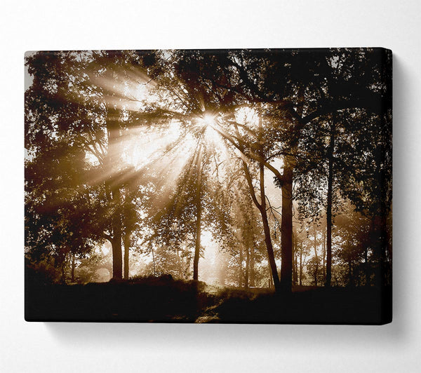  A Canvas Print of Sunrays Through The Chocolate Woodland Canvas Art