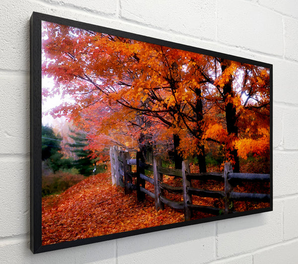 Orange Autumn Leaves