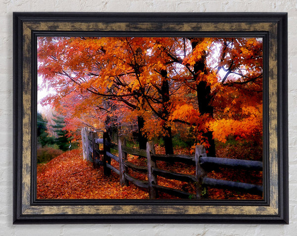 Orange Autumn Leaves Framed Print
