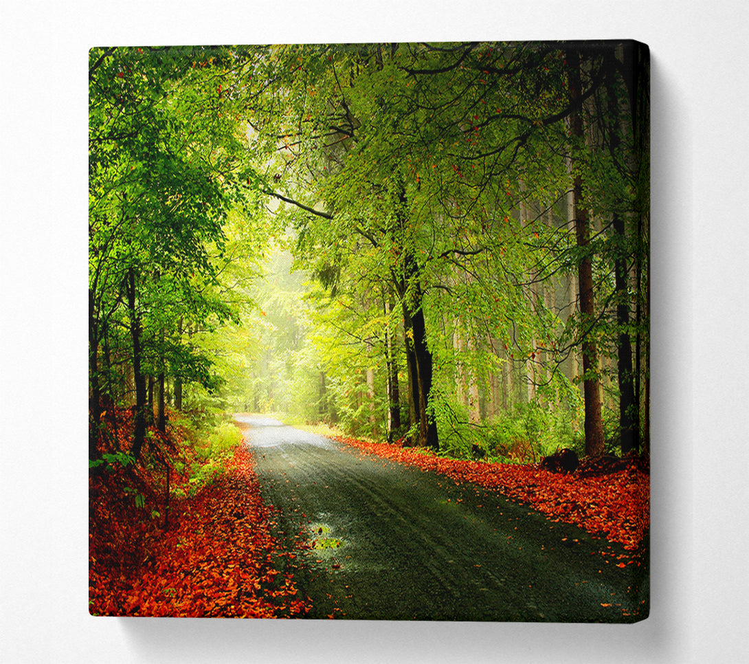  A Canvas Print of The Woodland Road Canvas Art