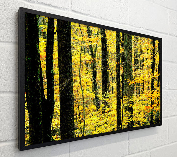 Yellow Woodland