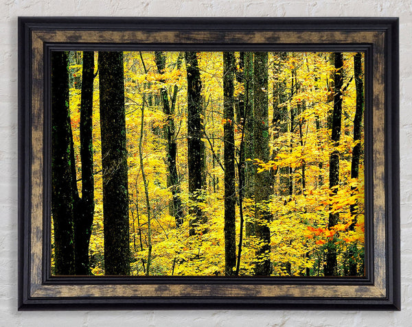 Yellow Woodland Framed Print