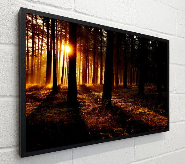 Woodland Sun Blaze