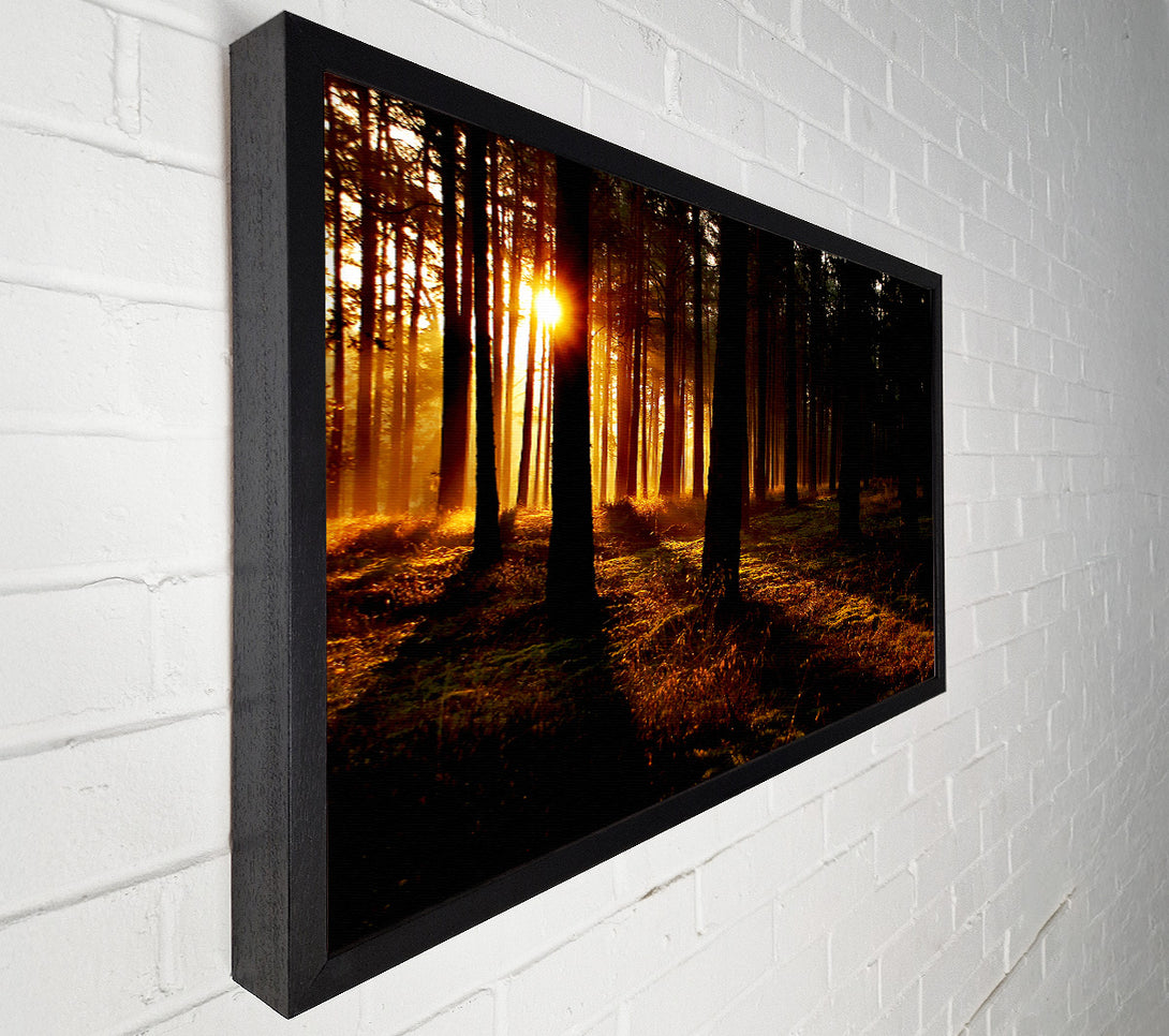  A Canvas Print of Woodland Sun Blaze Canvas Art